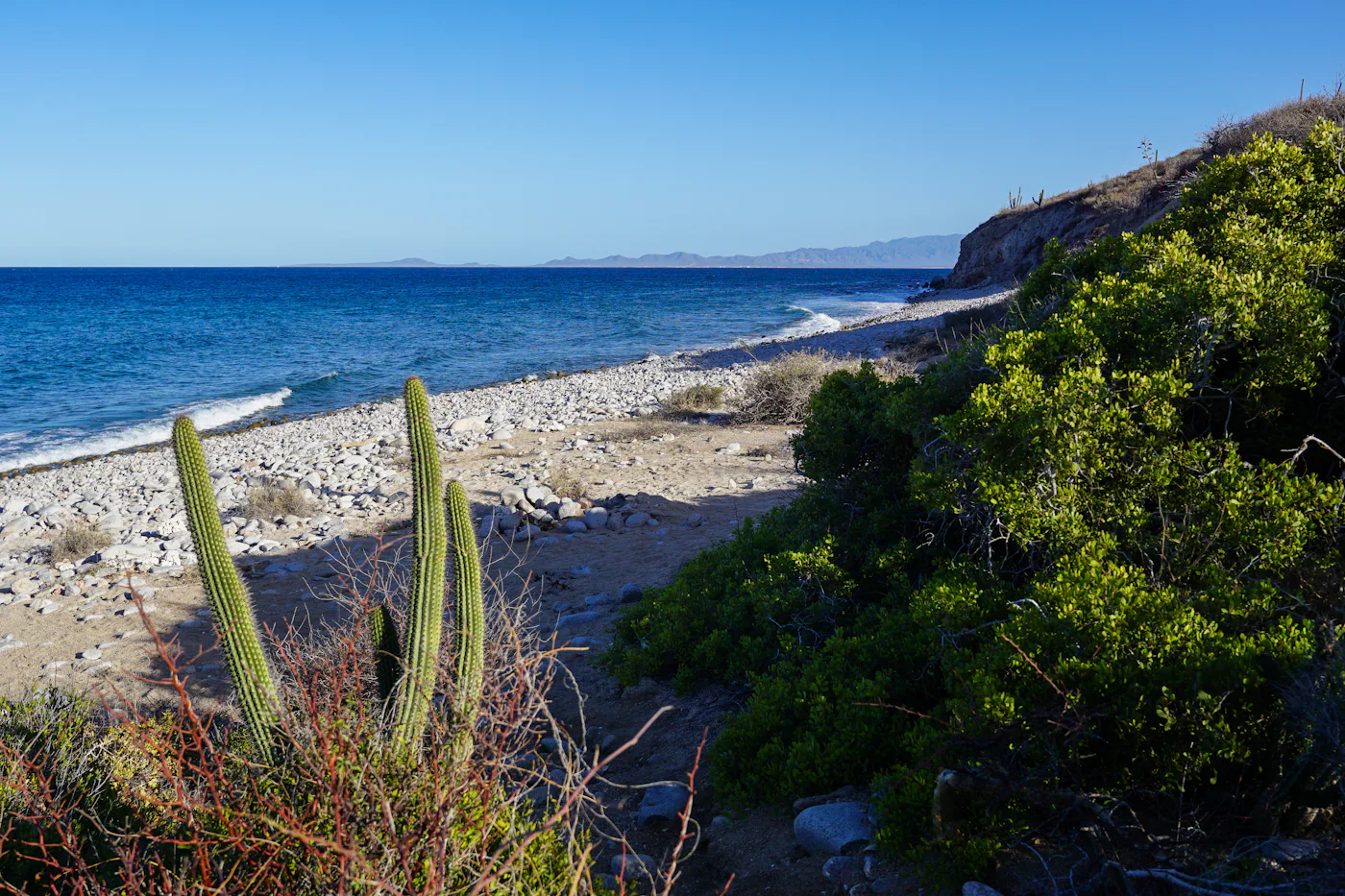 Una playa de arena clara donde la vegetación de desierto llega hasta el agua.