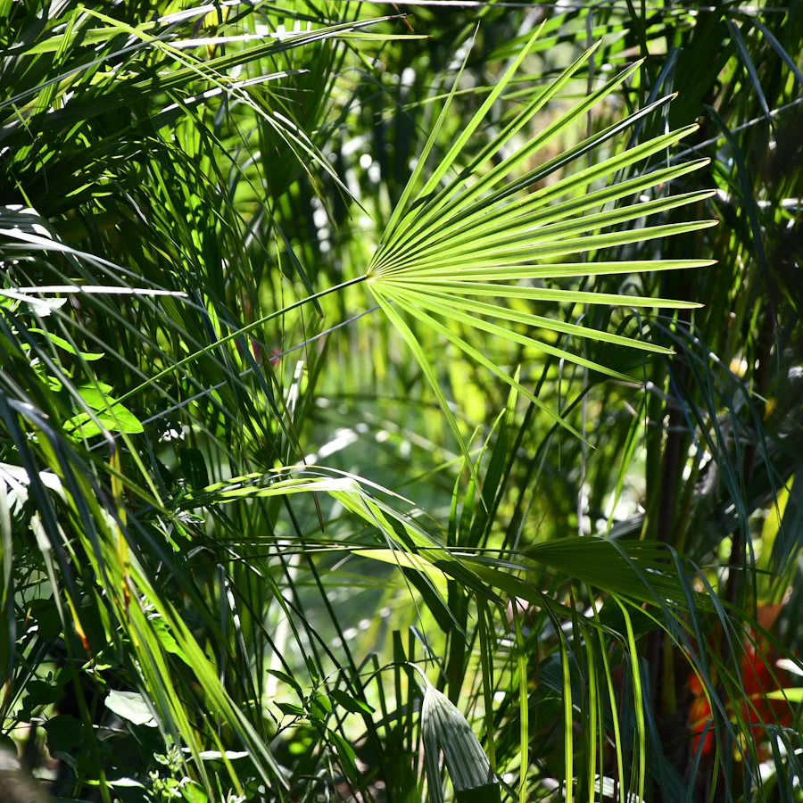 Palmeras densas atravesadas por la luz del sol.